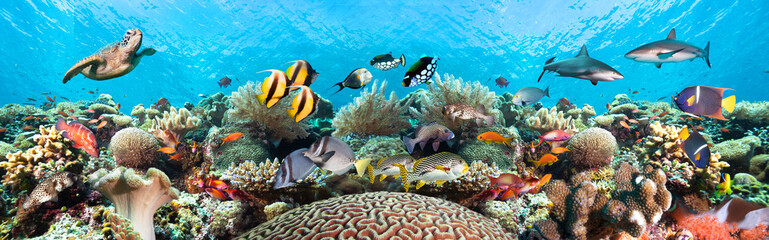 Underwater coral reef landscape super wide banner background in the clear blue ocean with colorful fish and marine life.