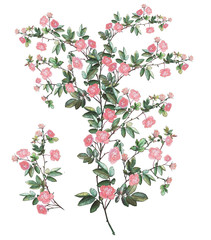 roses buds pink watercolor painting twig with leaves and flowers. Botanical illustration