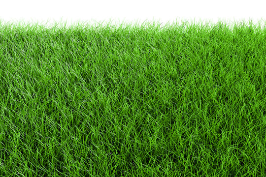 Green Grass Ground Texture on White