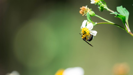 Macro shot of a bee while eating on flower with pollen on body. Green blurry background