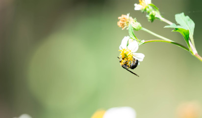 Macro shot of a bee while eating on flower with pollen on body. Green blurry background
