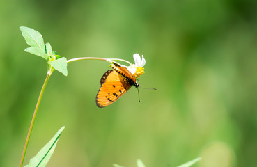 macro shot of a orange butterfly with green blurry leaves background