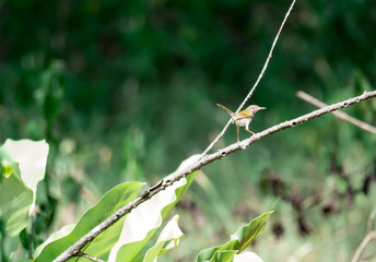Zoom shot of a brown bird while resting on a tree stem looking for food