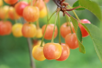 Unripe cherry is just beginning to blush in the early summer on the branches of a tree