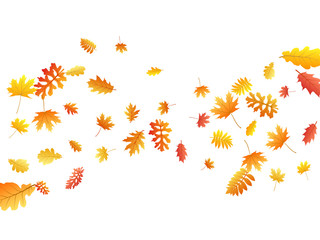 Oak, maple, wild ash rowan leaves vector, autumn foliage on white background.