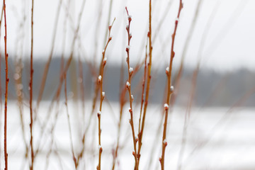 Branches of the dismissed willow in sunny day in the early spring