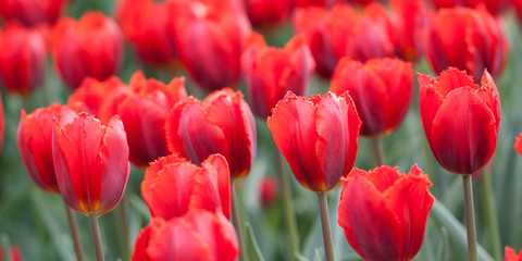 floral background of red tulips