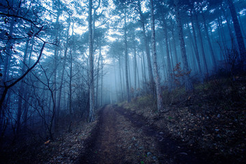 path in misty forest