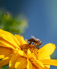 Outdoor macro of yellow false sunflower/heliopsis sunflower blossom  with a bee on blurred green...