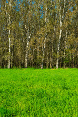 Obraz premium aspen wood at edge of field