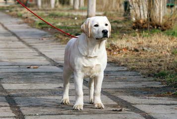 sweet yellow labrador in the park