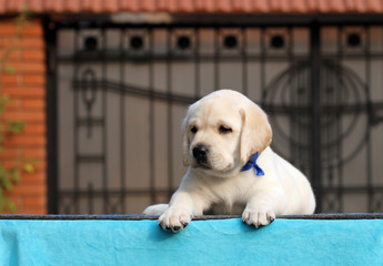 sweet little labrador puppy on a blue background