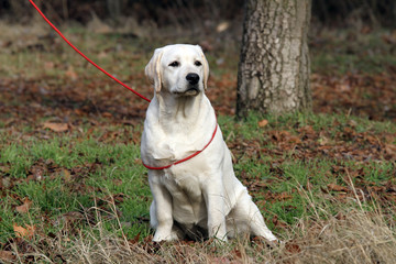 the yellow labrador in the park