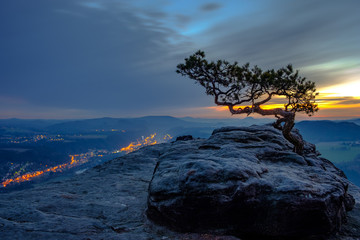 Wetterkiefer auf dem Lilienstein © infiltrant