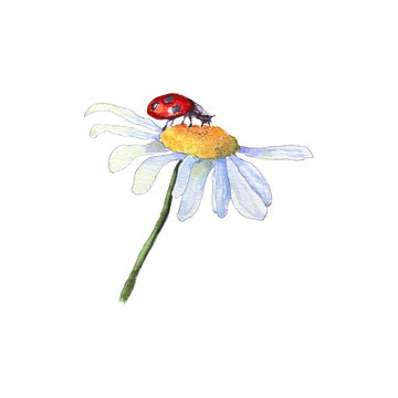 Watercolor camomile flower with ladybird