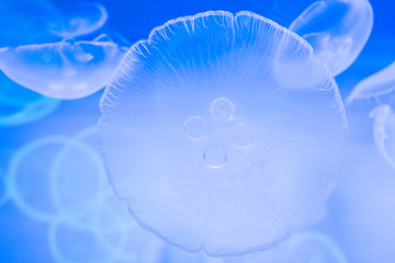 Fototapeta na wymiar Small jellyfish in a decorative aquarium with blue backlight.