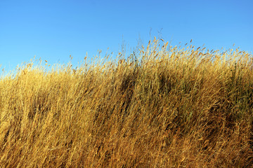 Fototapeta premium dry tall grass on a hill