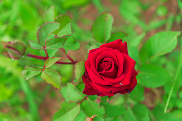 top view of bright blooming single red rose in the garden.