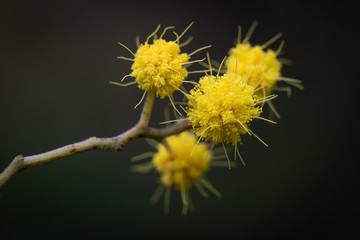 Flowering mimosa in southern France