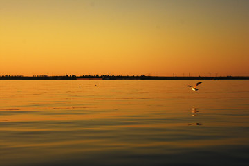 sunset over the calm black sea with seagulls