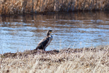 Great Cormorant