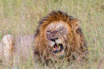 Fototapeta na wymiar Male Lion with black mane lying in the grass and resting