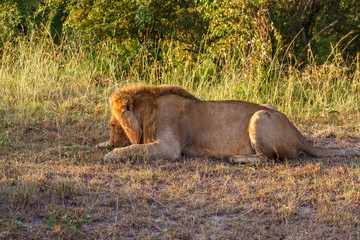 Male lion lying in the grass and resting