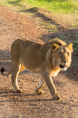 Male lion coming on a road