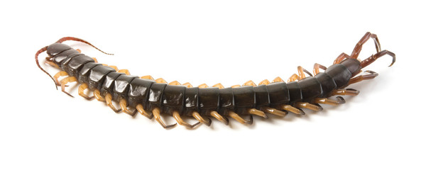 centipede isolated photography on a white background