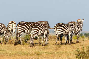 Fototapeta na wymiar Zebras walking in Masai Mara savanna