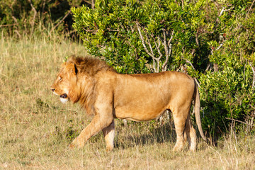 Walking male lion in the bushes on the African savannah in Kenya