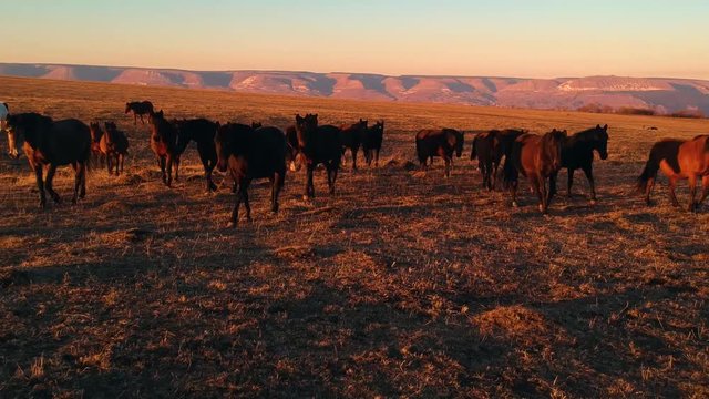 wild horses walk across the field at sunset