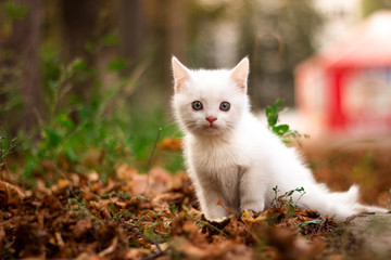 Cute white cat in bright autumn leaves homeless cat in a heap of leaves on an autumn sunny day.