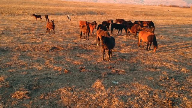 wild horses walk across the field at sunset