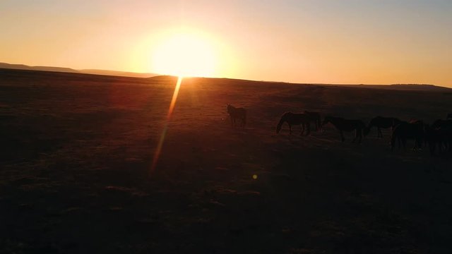 wild horses walk across the field at sunset