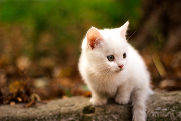 Naklejka na ściany i meble little white cat sits on a big stone in the park
