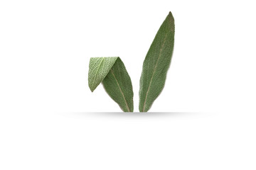 Bunny rabbit ears made of natural green leaves on bright background.minimal concept with Happy Easter black typographic calligraphic lettering. Retro holiday easter badge. Religious holiday sign