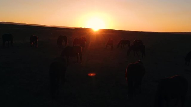 wild horses walk across the field at sunset