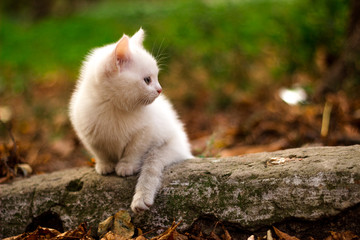 A white cat lying on the big rock in the forest on a sunny day.