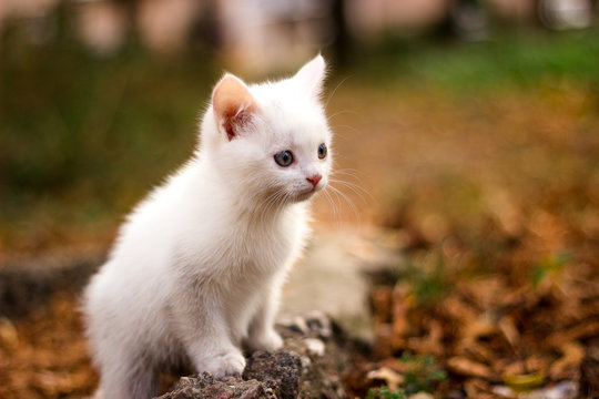 little white cat sits on a big stone in the park. A cat staring something.