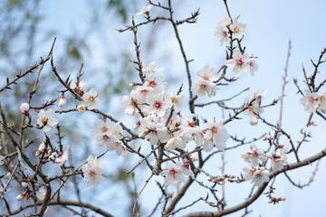 Cherry blossoms on the Cote d'Azur