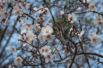 Cherry blossoms on the Cote d'Azur
