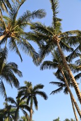 Scenic palm trees on a blue sky