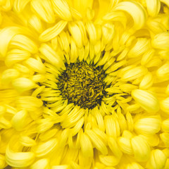 Single bright pastel yellow chrysanthemum flower petal in full blossom close up details isolated background in elegant muted colours