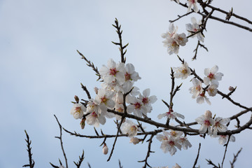 Cherry blossoms on the Cote d'Azur