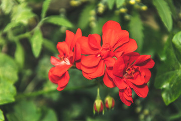 Orchid flower in full blossom close up details isolated blurred background in elegant muted colours