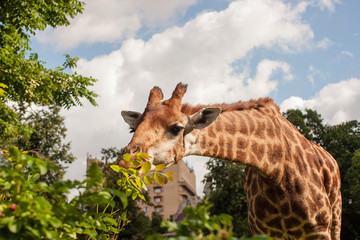 Giraffe behind the leaves against the sky