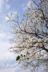 Bauhinia variegata in Chiang Rai
