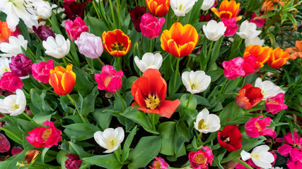 Beautiful Colorful tulips in garden nature in spring,beautiful nature background