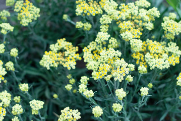Obraz premium Helichrysum arenarium is also known as the eternal dwarf and as the immortelle, alternative medicine. Background.